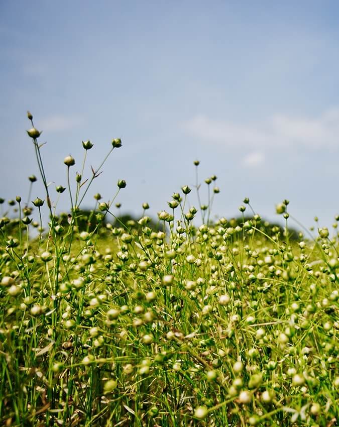 Culture du lin, matières naturelles et écoresponsable Fibre textile naturelle - Crédit Photo Libeco